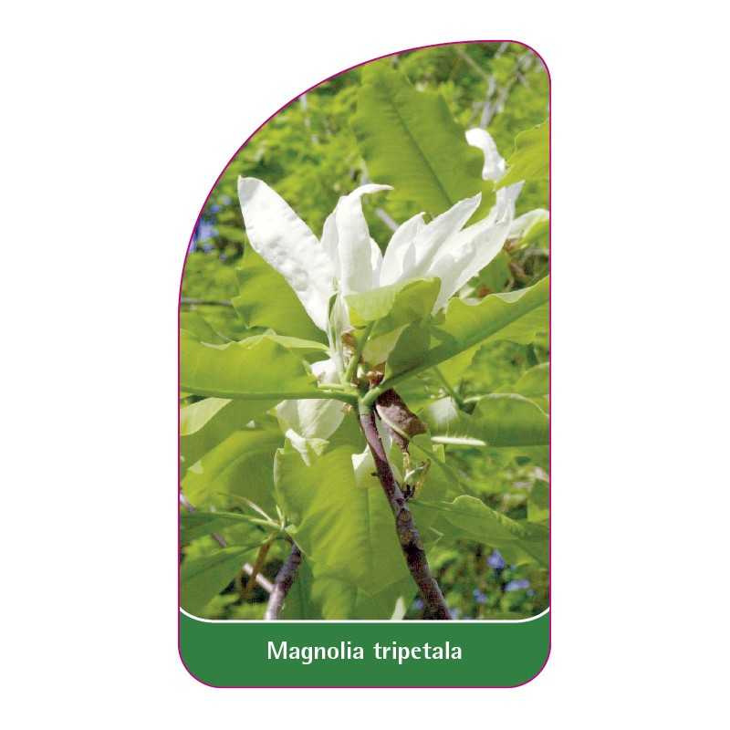 magnolia-tripetala1