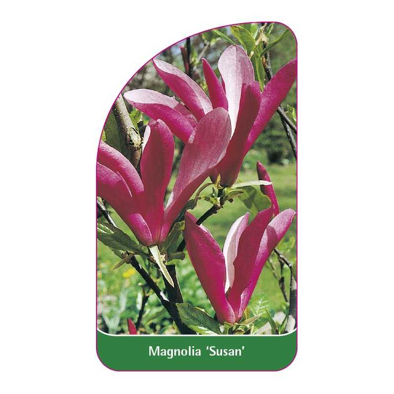 magnolia-susan-1