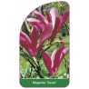 magnolia-susan-1