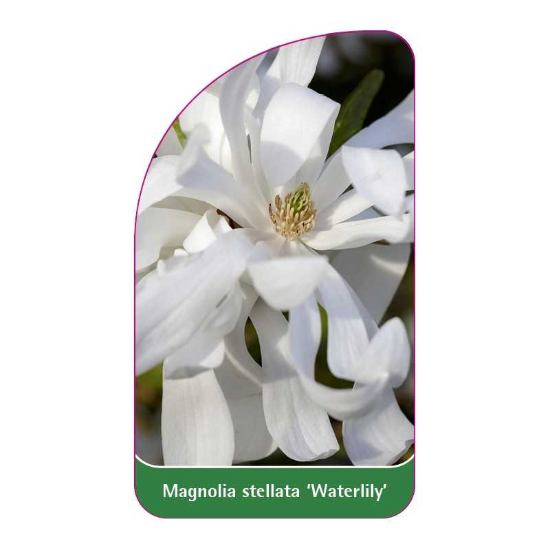 magnolia-stellata-waterlily-1