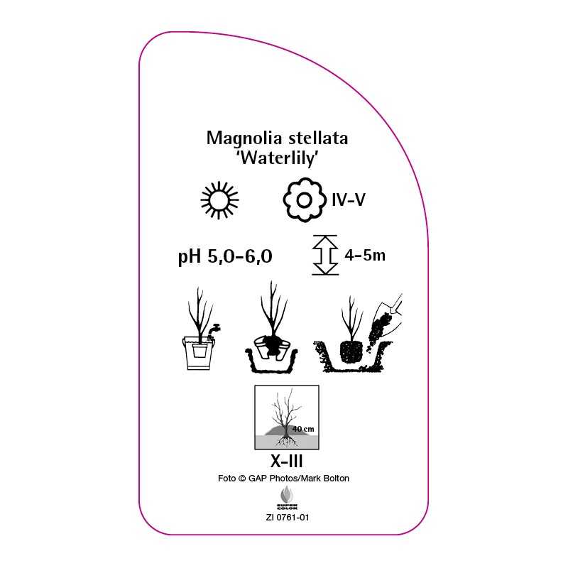 magnolia-stellata-waterlily-0
