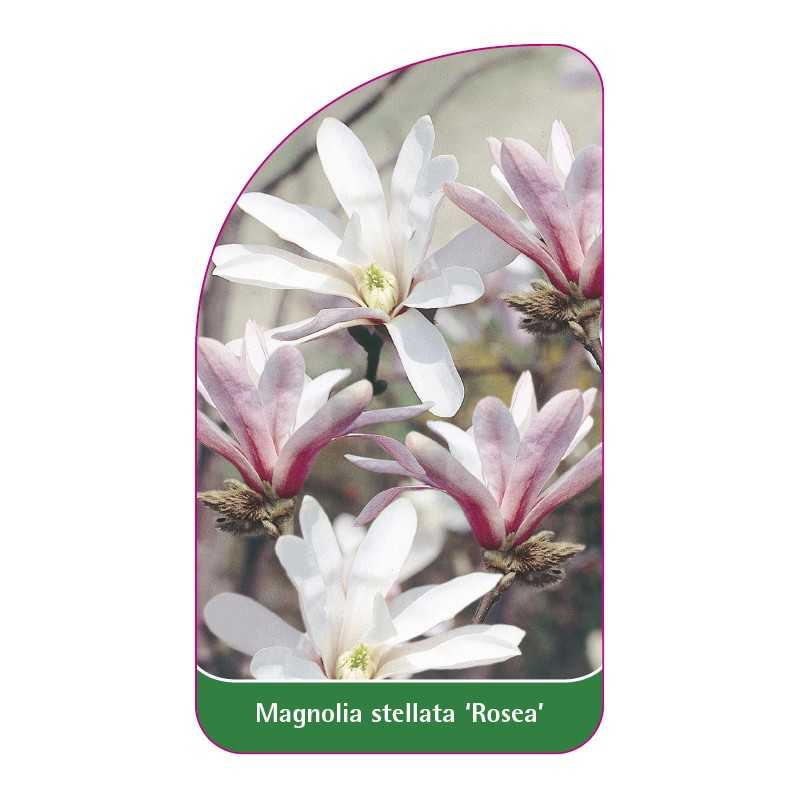 magnolia-stellata-rosea-1