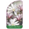 magnolia-stellata-rosea-1