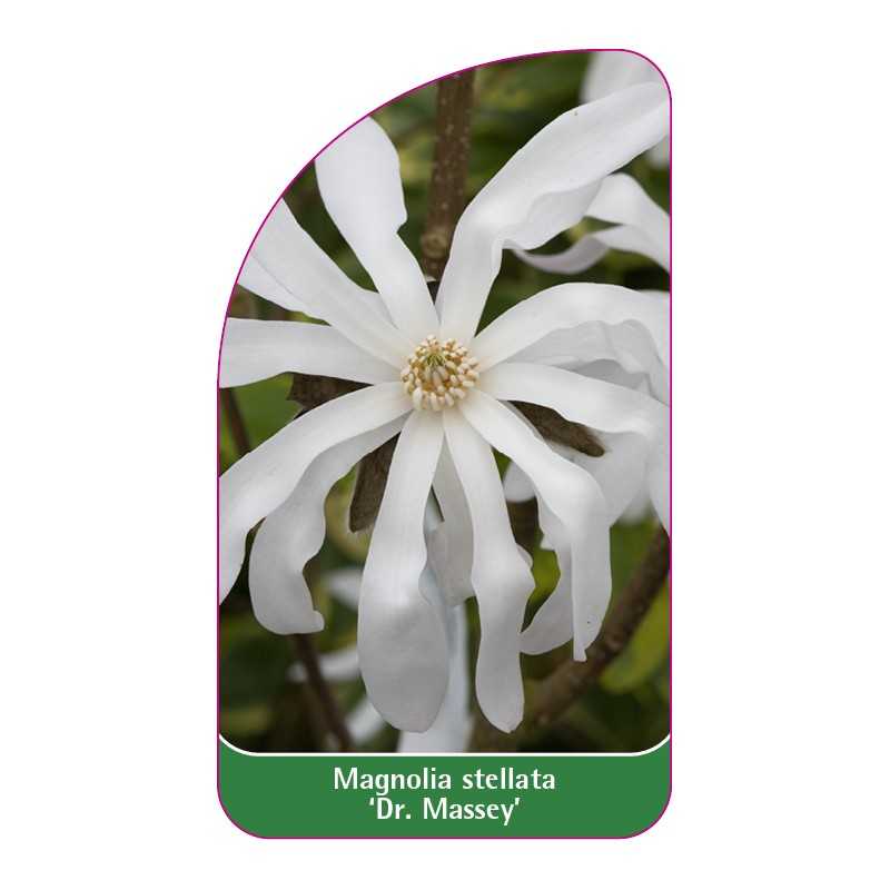 magnolia-stellata-dr-massey-a1