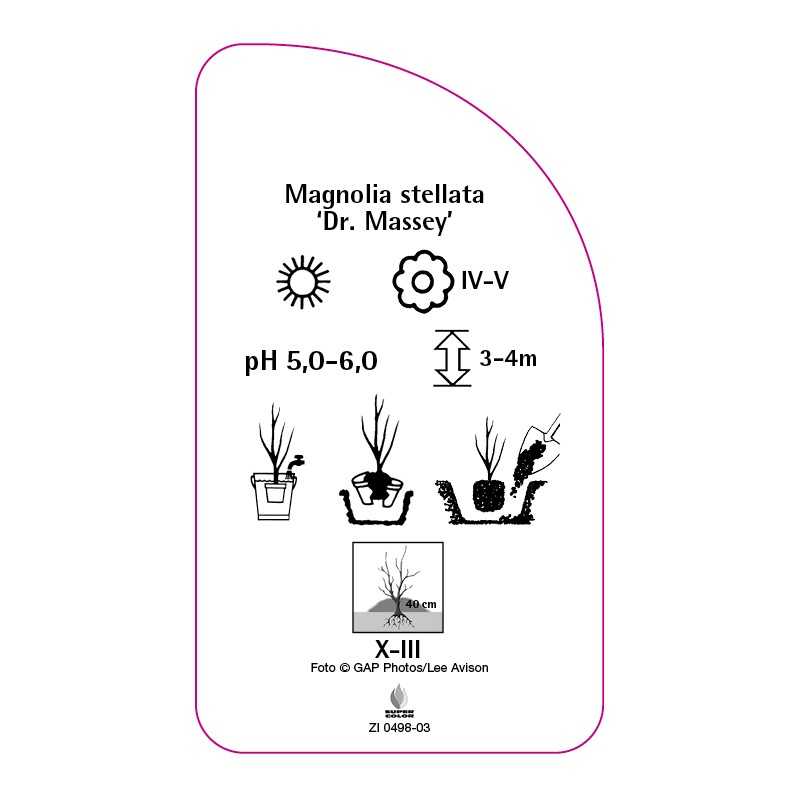 magnolia-stellata-dr-massey-a0