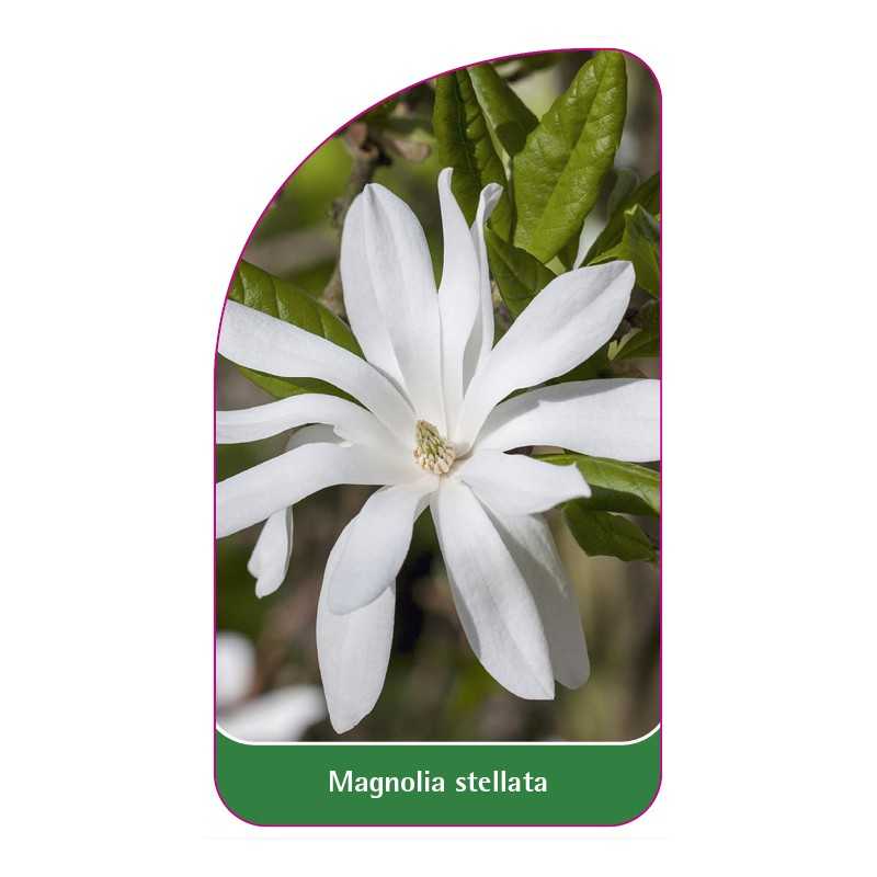 magnolia-stellata-b1