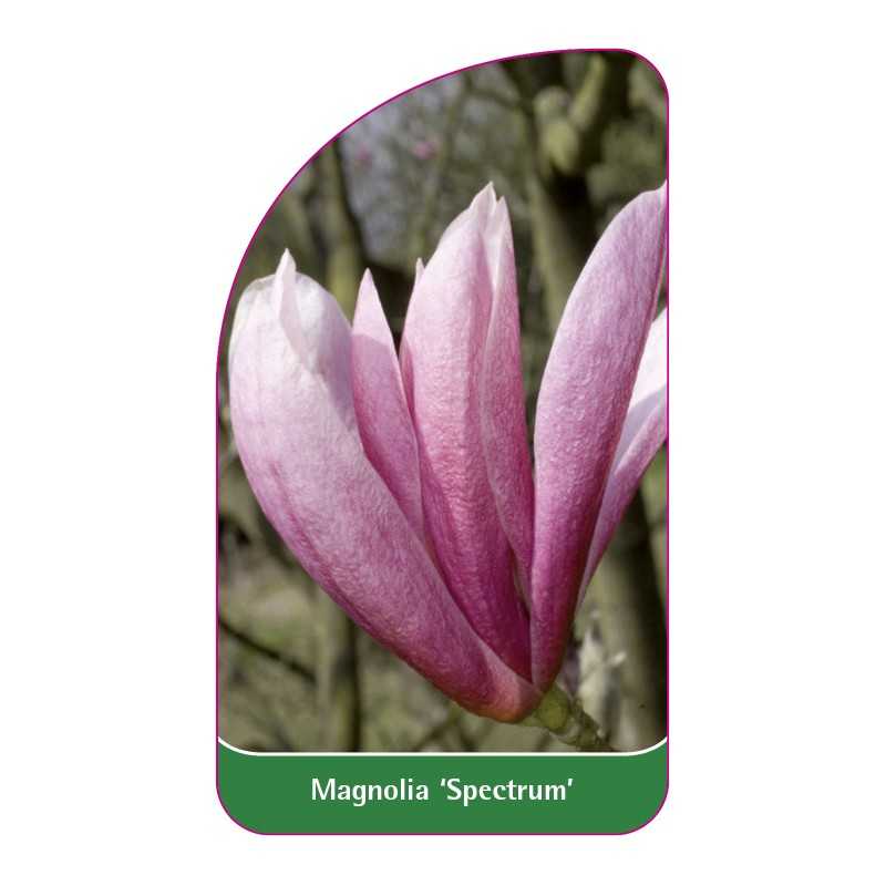 magnolia-spectrum-1