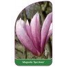 magnolia-spectrum-1