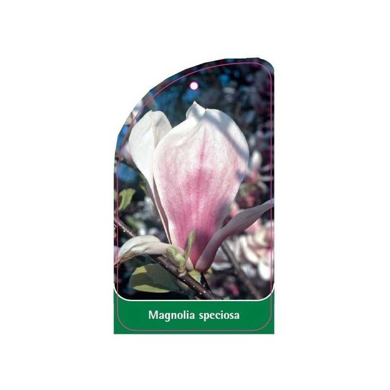 magnolia-speciosa1