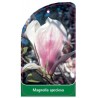 magnolia-speciosa1