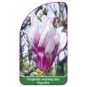 magnolia-soulangeana-superba-1