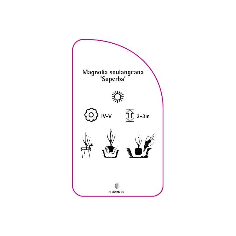magnolia-soulangeana-superba-0