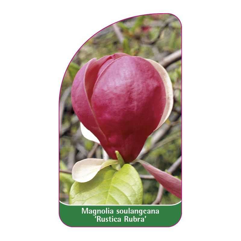 magnolia-soulangeana-rustica-rubra-1