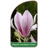 magnolia-soulangeana-picture-1