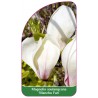 magnolia-soulangeana-manchu-fan-1