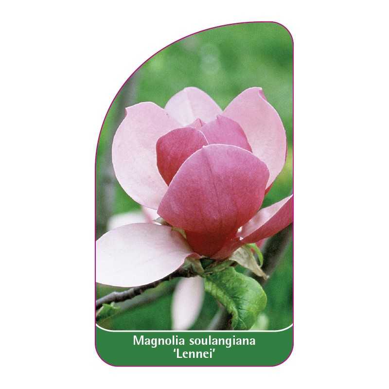 magnolia-soulangeana-lennei-1