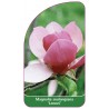 magnolia-soulangeana-lennei-1