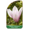 magnolia-soulangeana-heaven-scent-b1