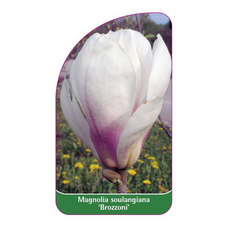magnolia-soulangeana-brozzoni-1