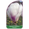 magnolia-soulangeana-brozzoni-1
