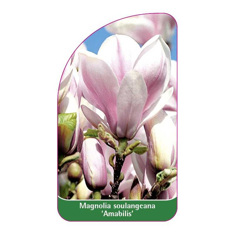 magnolia-soulangeana-amabilis-1