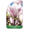 magnolia-soulangeana-amabilis-1