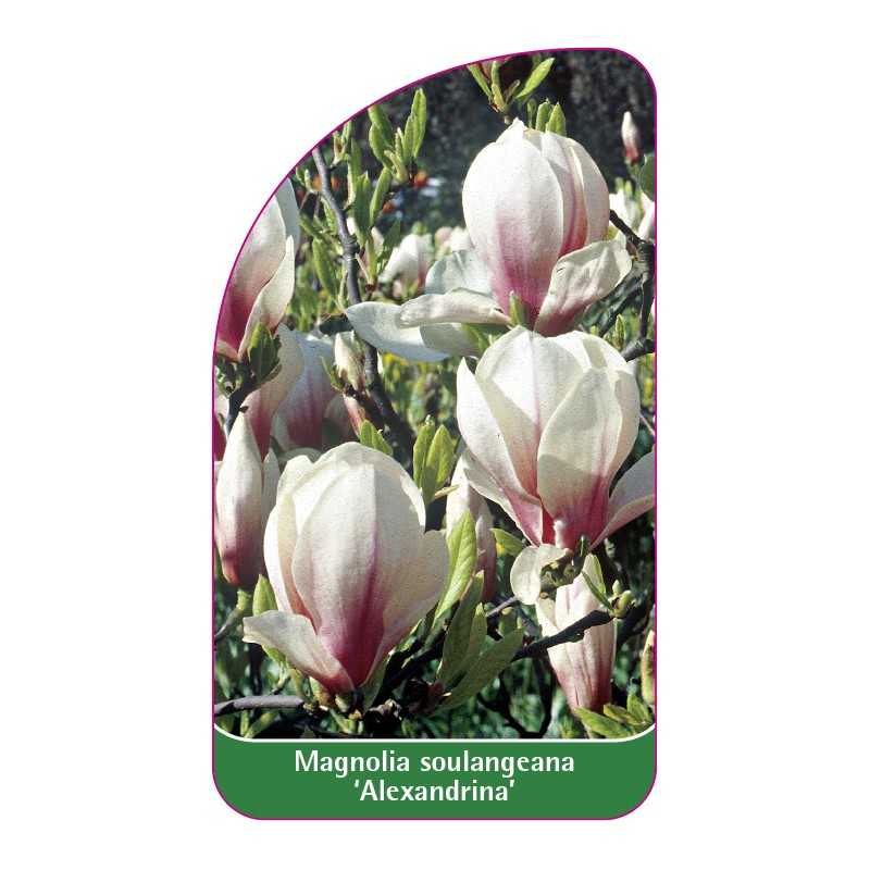 magnolia-soulangeana-alexandrina-1