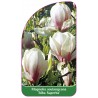 magnolia-soulangeana-alba-superba-b1