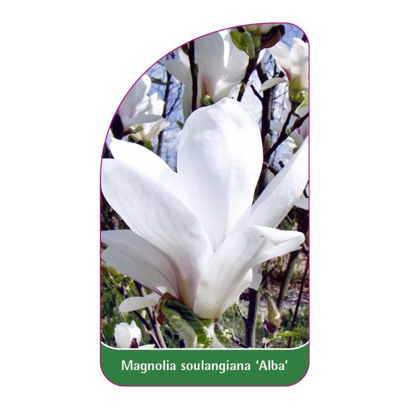 magnolia-soulangeana-alba-1