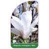 magnolia-soulangeana-alba-1