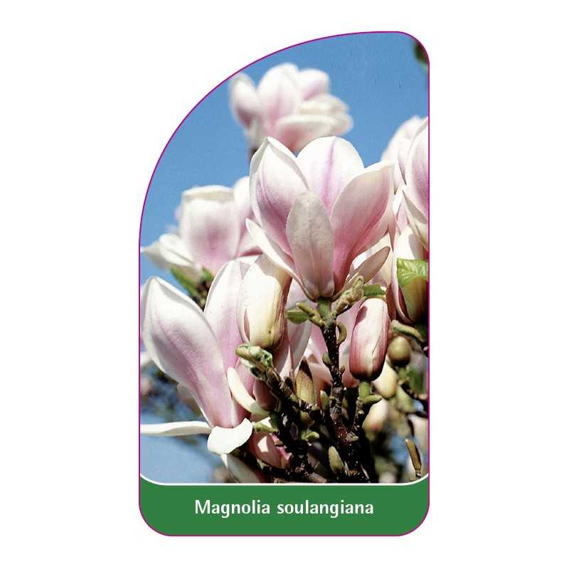 magnolia-soulangeana1
