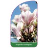 magnolia-soulangeana1