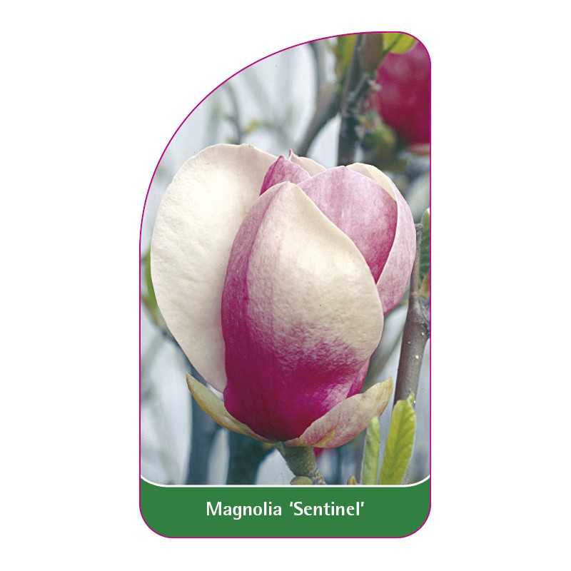 magnolia-sentinel-1