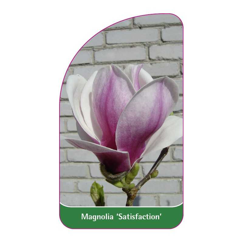 magnolia-satisfaction-1