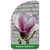 magnolia-satisfaction-1