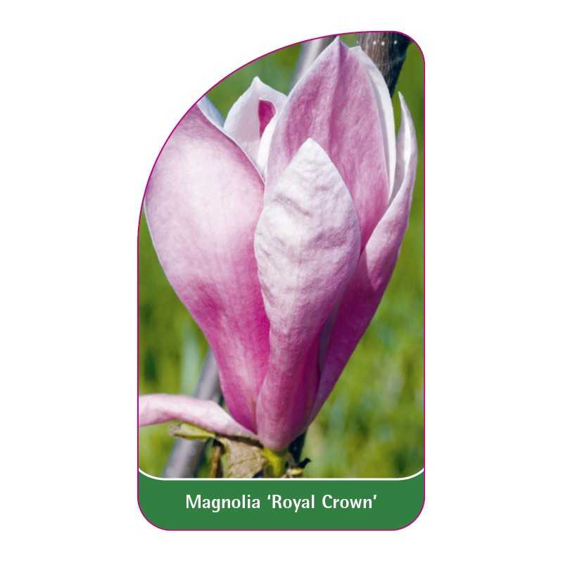 magnolia-royal-crown-1