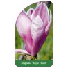 magnolia-royal-crown-1
