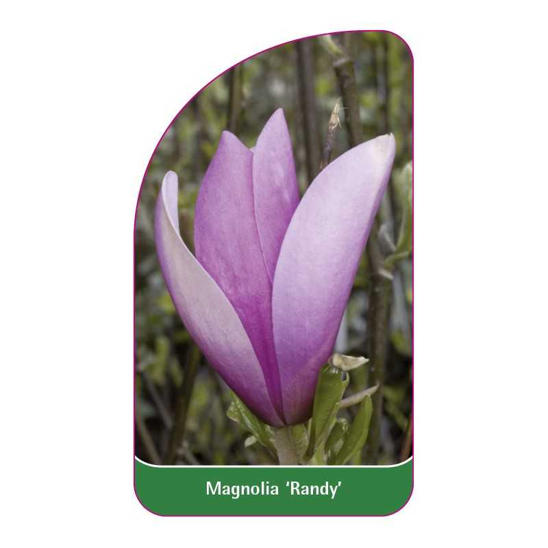 magnolia-randy-1