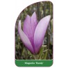 magnolia-randy-1
