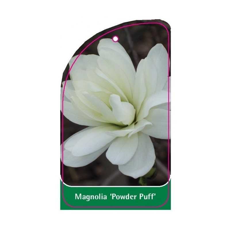 magnolia-powder-puff-1