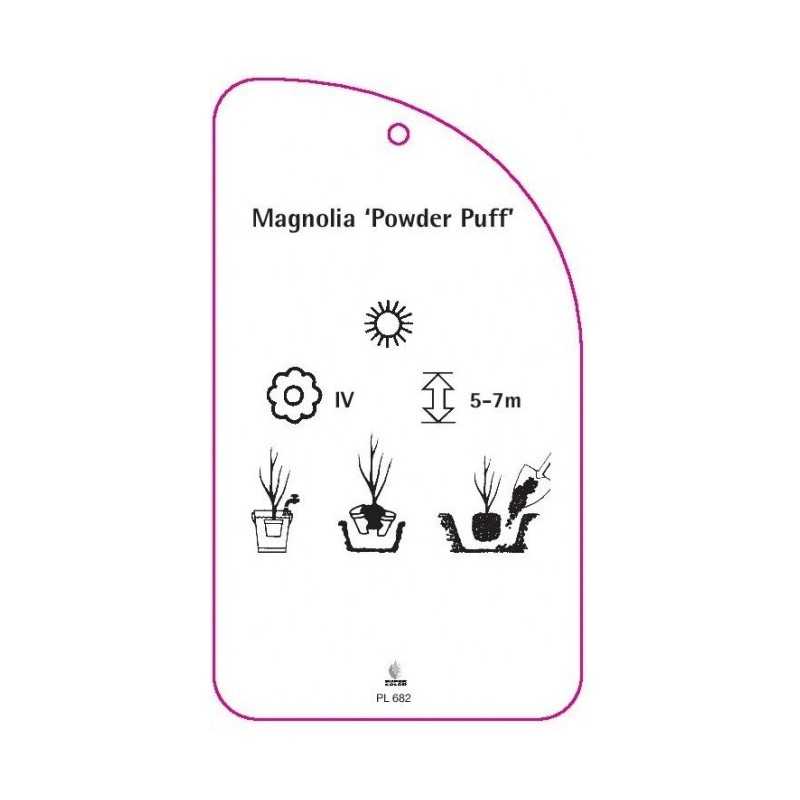 magnolia-powder-puff-0