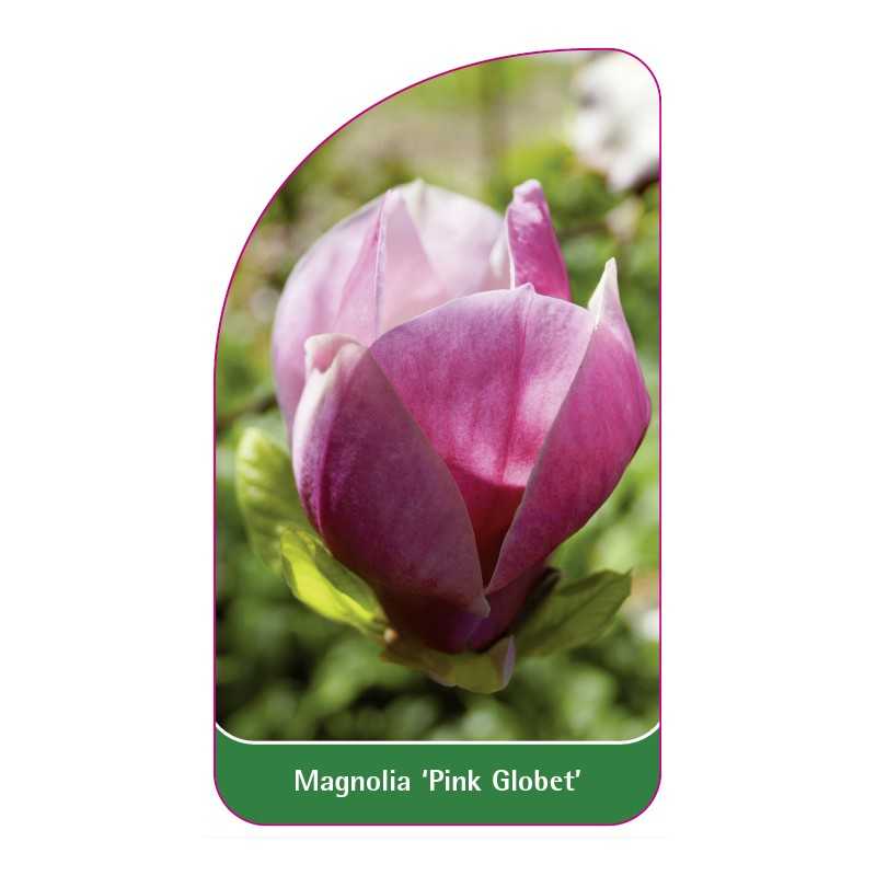 magnolia-pink-globet-1