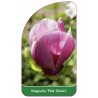 magnolia-pink-globet-1