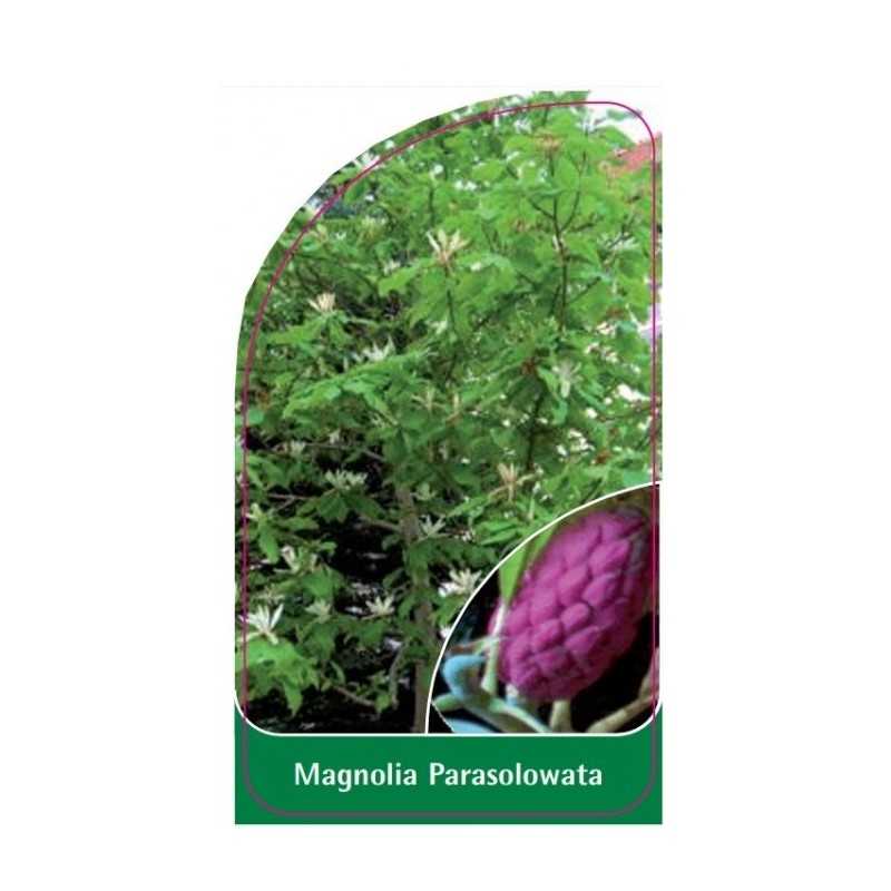 magnolia-parasolowata1