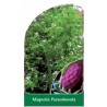 magnolia-parasolowata1