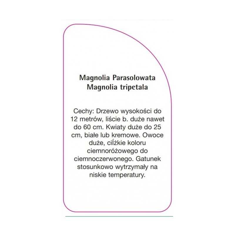 magnolia-parasolowata0