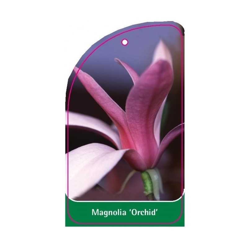 magnolia-orchid-1