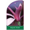 magnolia-orchid-1