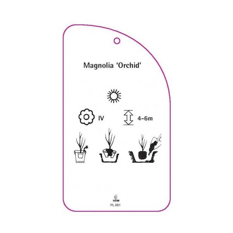 magnolia-orchid-0
