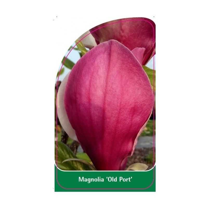 magnolia-old-port-1